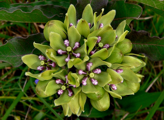 {Asclepias viridis}